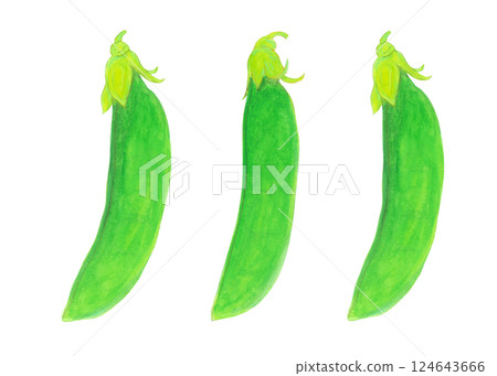 Watercolor illustration of snap peas 124643666