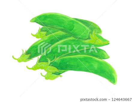 Watercolor illustration of snap peas 124643667