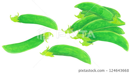 Watercolor illustration of snap peas Watercolor illustration of snap peas 124643668