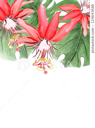 Red passiflora watercolor vertical card isolated on white. Hand drawn rainforest nature clipart, sketch style. Exotic tropical plant perfect for cards, textile, botanical prints, posters decor design 124643686