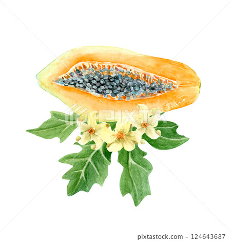 Papaya cut in half with seeds, leaf and flowers watercolor illustration isolated on white. The hand-painted tropical fruit clip art is perfect for culinary designs, labels, prints, cards, packages Papaya cut in half with seeds, leaf and flowers watercolor illustration isolated on white. The hand-painted tropical fruit clip art is perfect for culinary designs, labels, prints, cards, packages 124643687