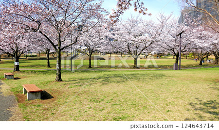 Park scenery with cherry blossoms in full bloom 124643714