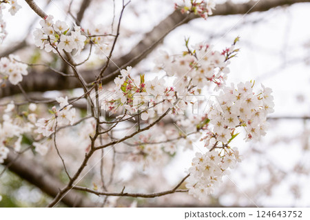 在多雲的天氣櫻花 124643752