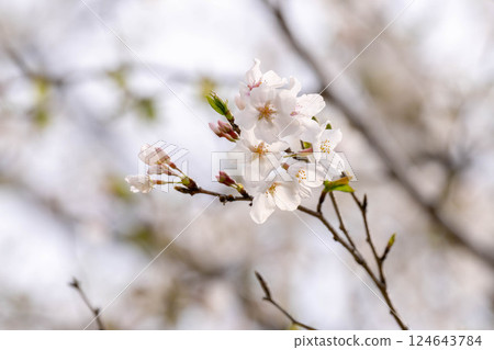 在多雲的天氣櫻花 在多雲的天氣櫻花 124643784