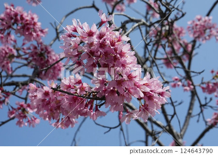 Okamezakura appetizer Okamezakura appetizer 124643790