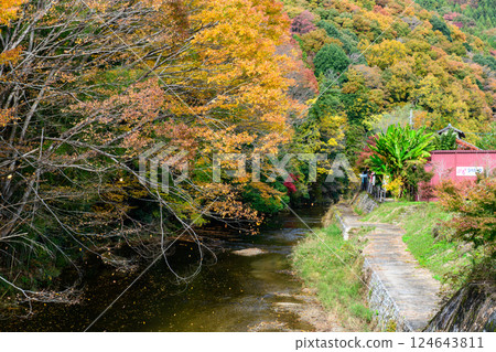 Autumn foliage along the Takikawa River near Fukuroda Falls 124643811