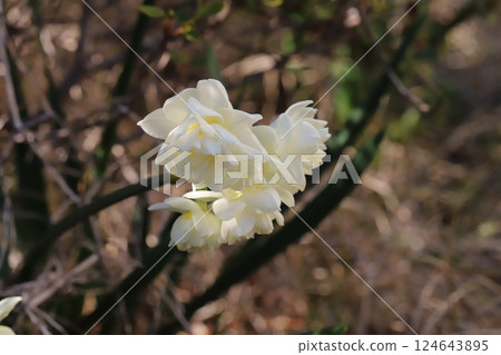 早春花園中盛開的白色重瓣水仙花 早春花園中盛開的白色重瓣水仙花 124643895