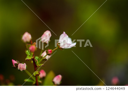 Pink snow willow 124644049