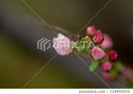 Pink snow willow Pink snow willow 124644050
