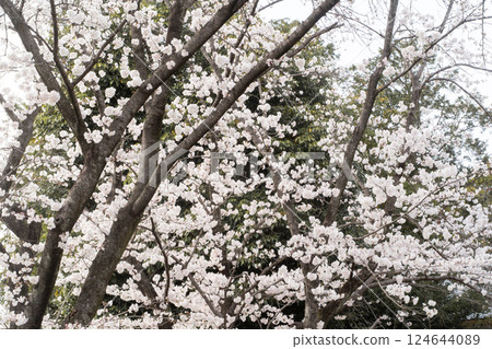 櫻花盛開的春日風景③ 124644089