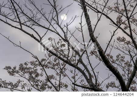 Full moon and cherry tree 124644204