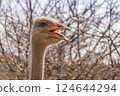 Ostrich in the Etosha National Park in Namibia. 124644294