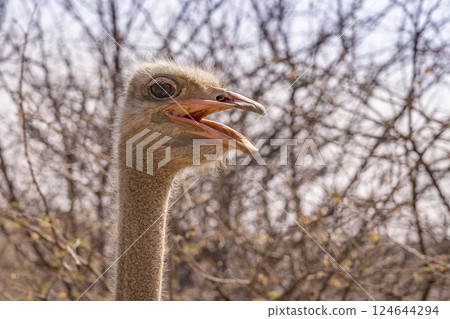 Ostrich in the Etosha National Park in Namibia. Ostrich in the Etosha National Park in Namibia. 124644294