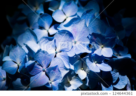 Hydrangea in Yokohama Hakkeijima 124644361