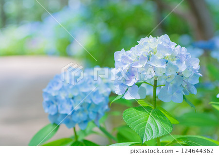 Hydrangea in Yokohama Hakkeijima 124644362
