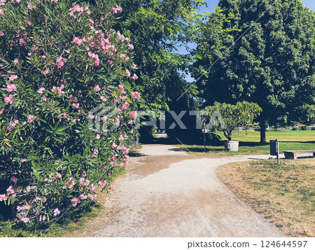 Path in a park with a bush of pink flowers on the left side Path in a park with a bush of pink flowers on the left side 124644597