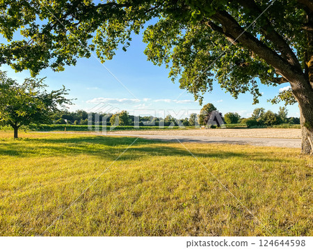 Large tree with a lot of leaves is in the middle of a field 124644598