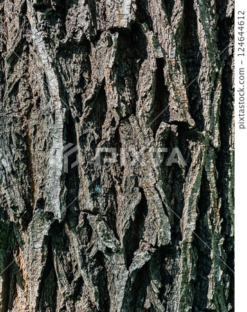 The bark of a tree is shown in detail, with many ridges and grooves 124644612