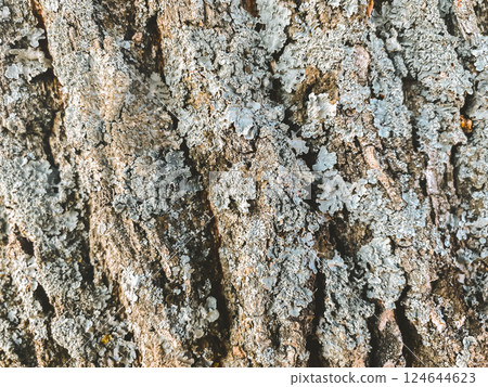 The bark of a tree is covered in a layer of moss The bark of a tree is covered in a layer of moss 124644623