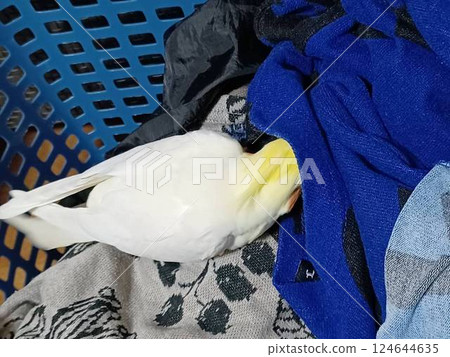 Hand-held cockatiel playing in a laundry basket Hand-held cockatiel playing in a laundry basket 124644635