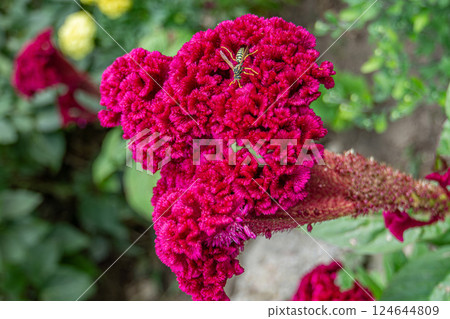Celosia Cristata flower close up 124644809