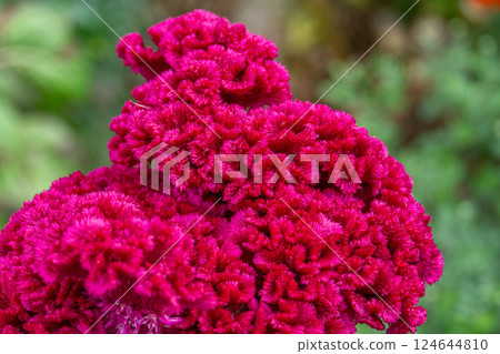 Celosia Cristata flower close up 124644810