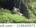 A frog 124644973