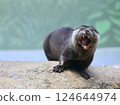 Otter 124644974