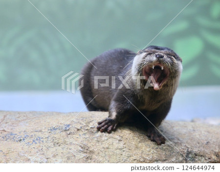 Otter Otter 124644974
