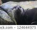 Otter 124644975