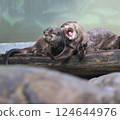 Otter 124644976