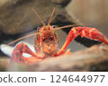 crayfish 124644977