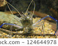 Shrimp  124644978