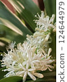 Flower of the tree of happiness 124644979