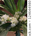 Flower of the tree of happiness 124644980