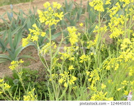 油菜花、水菜花、大蒜 124645031