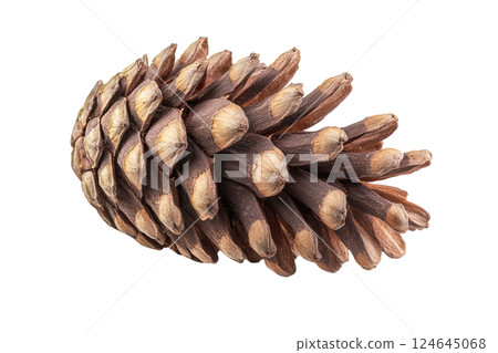 Cedar cone isolated on transparent background. AI-generated item Cedar cone isolated on transparent background. AI-generated item 124645068