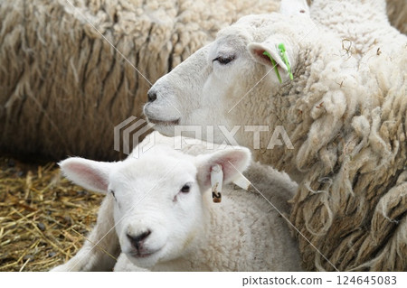 Parent and child sheep 124645083