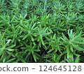 Close-up of succulent sedum 124645128