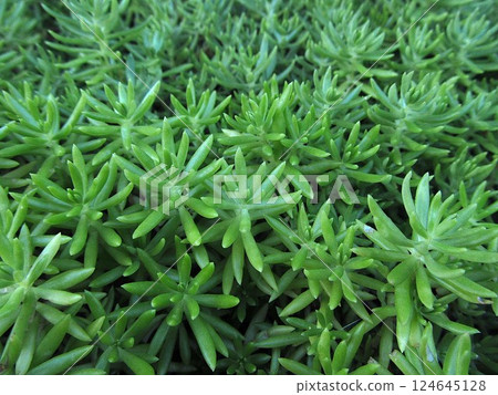 Close-up of succulent sedum 124645128