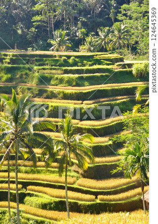 Beautiful rice terraces in Bali Beautiful rice terraces in Bali 124645369
