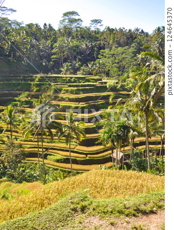 峇裡島美麗的水稻梯田 124645370