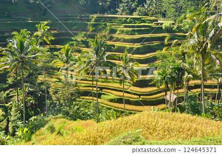 峇裡島美麗的水稻梯田 124645371