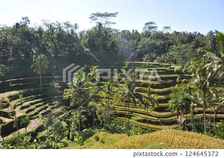 Beautiful rice terraces in Bali Beautiful rice terraces in Bali 124645372