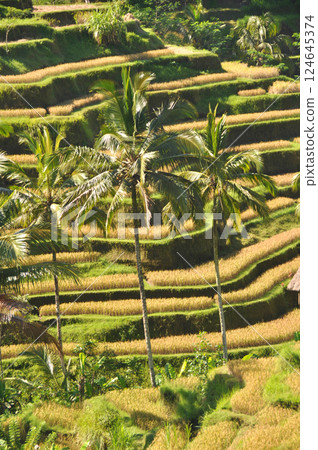 峇裡島美麗的水稻梯田 124645374
