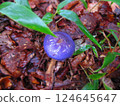 A colorful purple mushroom found in the forest 124645647