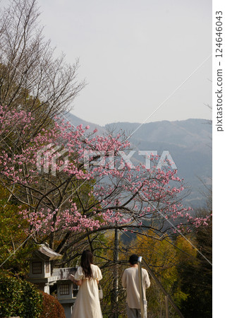 Cherry blossoms Cherry blossoms 124646043