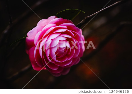 <Goto scenery> Camellia (maiden camellia) in Goto Camellia Garden <Goto scenery> Camellia (maiden camellia) in Goto Camellia Garden 124646126