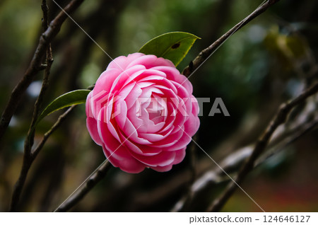 <Goto scenery> Camellia (maiden camellia) in Goto Camellia Garden <Goto scenery> Camellia (maiden camellia) in Goto Camellia Garden 124646127