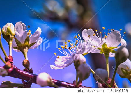 A beautiful scene of flowers and buds blooming on a plum tree planted in a garden A beautiful scene of flowers and buds blooming on a plum tree planted in a garden 124646139